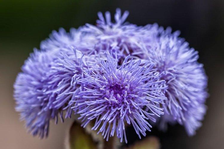 Ageratum Blue Mink - Types d'Ageratum