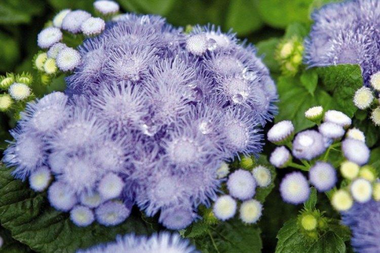 Arrosage - Ageratum Care