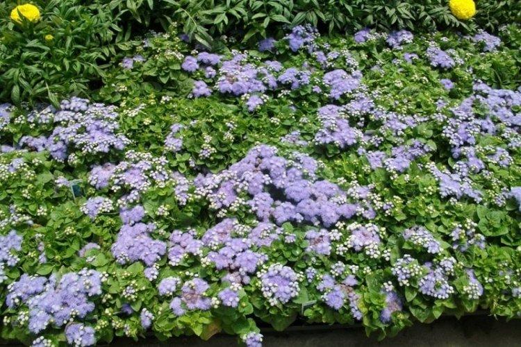 Ageratum - photo