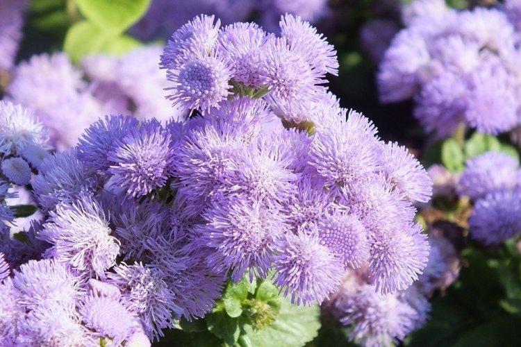 Ageratum - photo