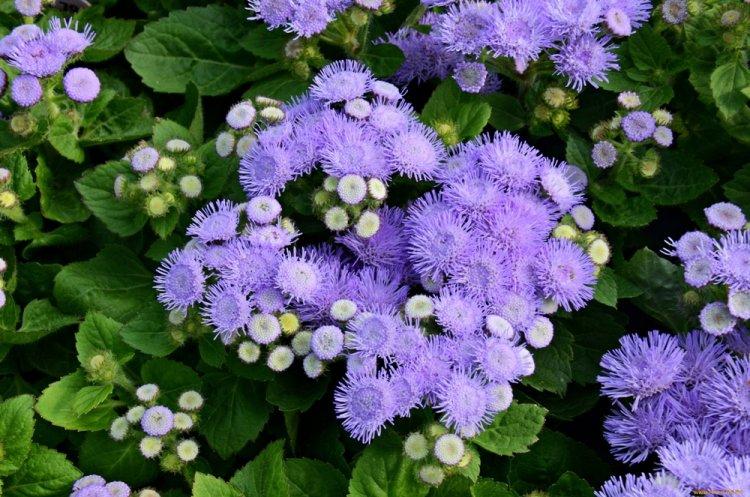 Ageratum - photo