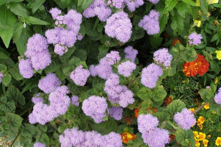 Ageratum - photo