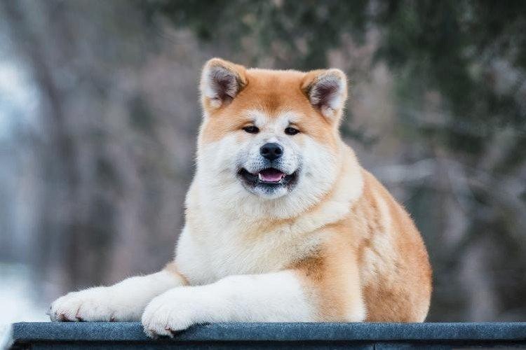 Histoire d'origine - Akita Inu