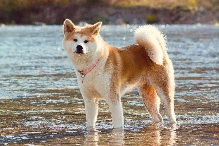 Hygiène - Akita Inu Care