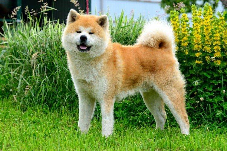 Éducation et formation - Akita Inu Care