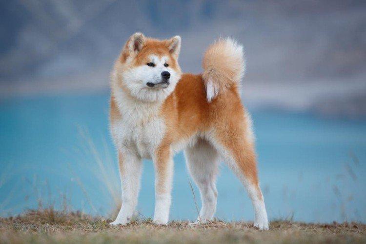 Akita inu - photo