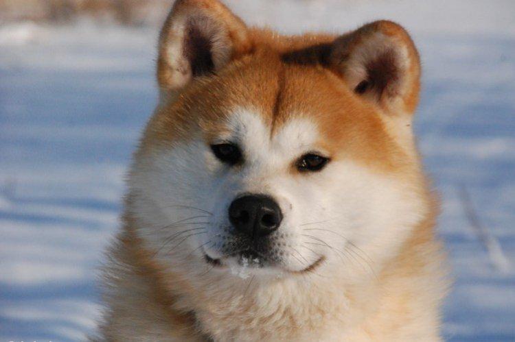 Akita inu - photo