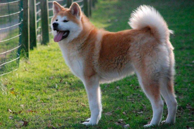 Akita inu - photo