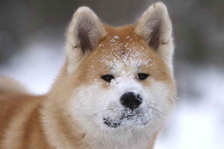 Akita inu - photo