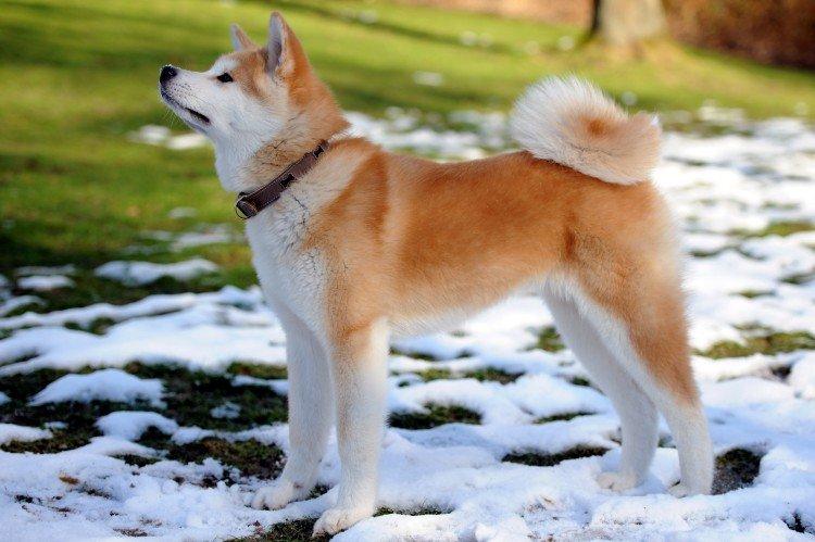 Akita inu - photo