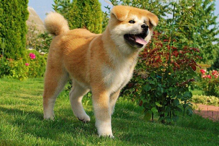 Akita inu - photo