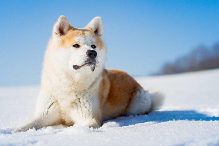 Akita inu - photo