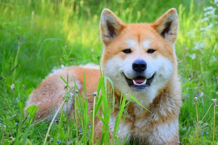 Akita inu - photo