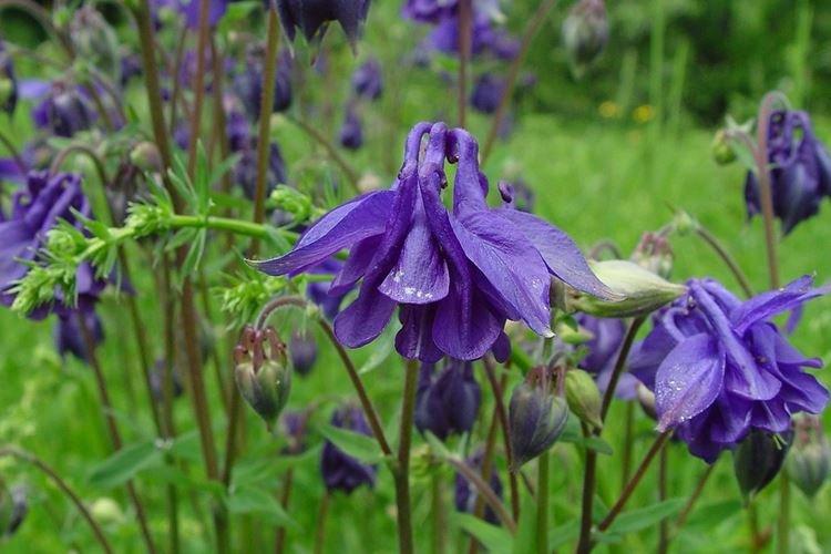 Aquilegia ordinaire