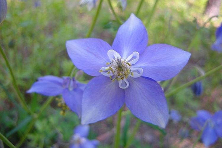 Aquilegia à petites fleurs