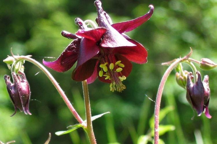 Aquilegia Karelin