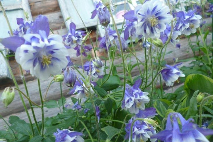 Arrosage - Aquilegia Care