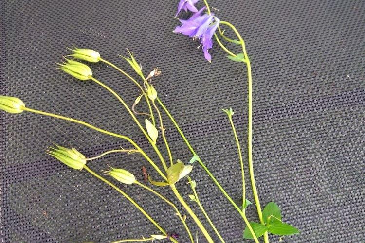Taille - Aquilegia Care
