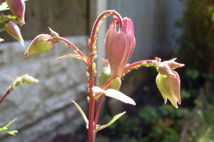 Lutte contre les parasites et les maladies - Aquilegia