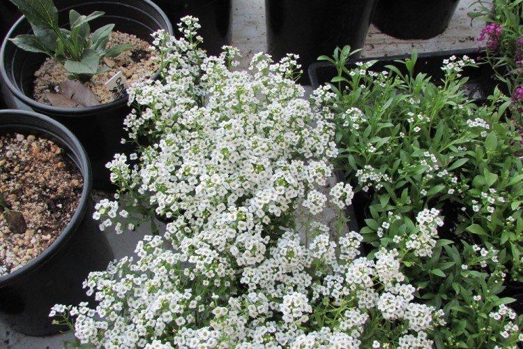 Informations générales - Alyssum