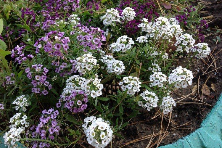 Alyssum Big Jam - Types d'Alyssum