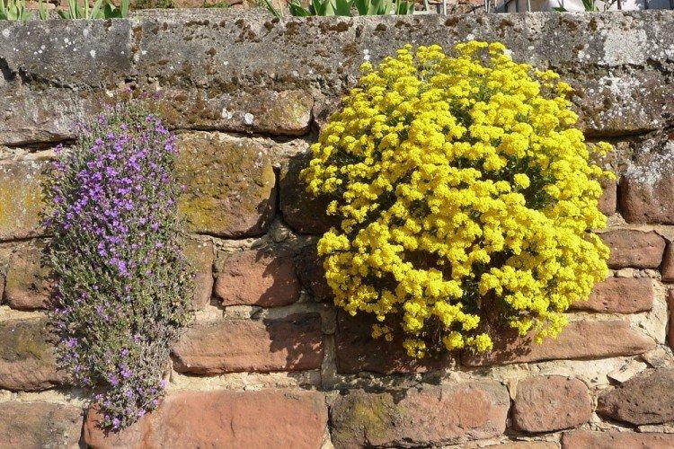 Alyssum rocky - Types d'alyssum