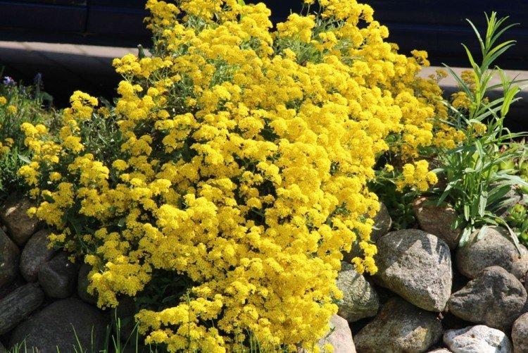 Mountain Alyssum - Types d'Alyssum