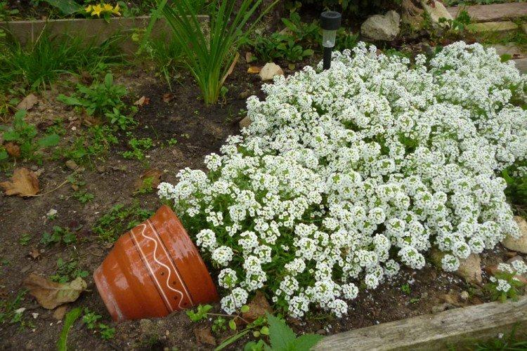Sol - Alyssum Care