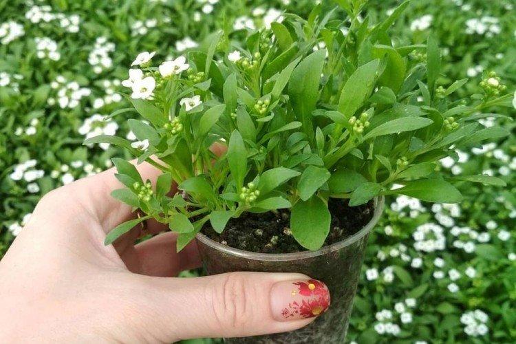 Transplantation et Reproduction - Alyssum Care