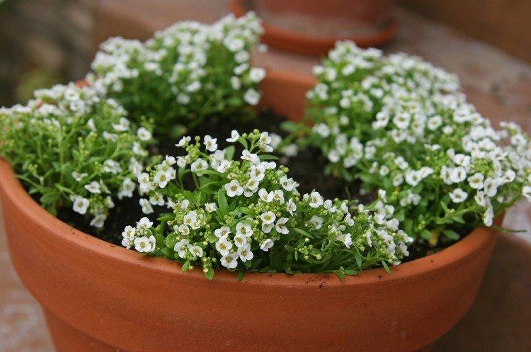 Élagage - Alyssum Care