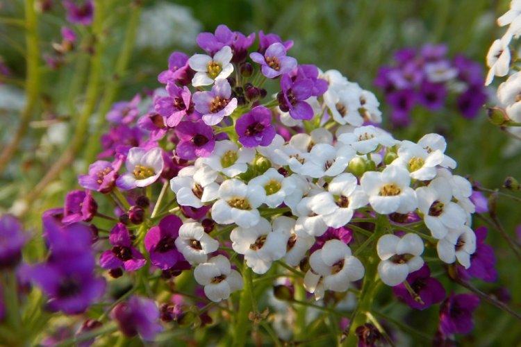 Alyssum - photo