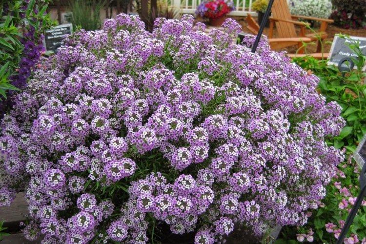 Alyssum - photo