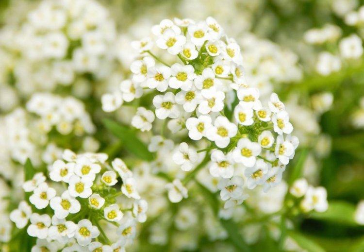 Alyssum - photo