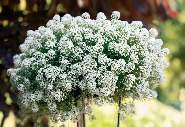 Alyssum - photo