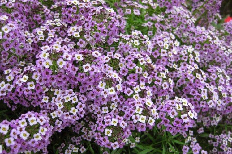 Alyssum - photo