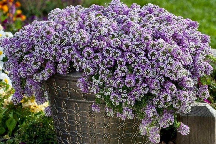 Alyssum - photo