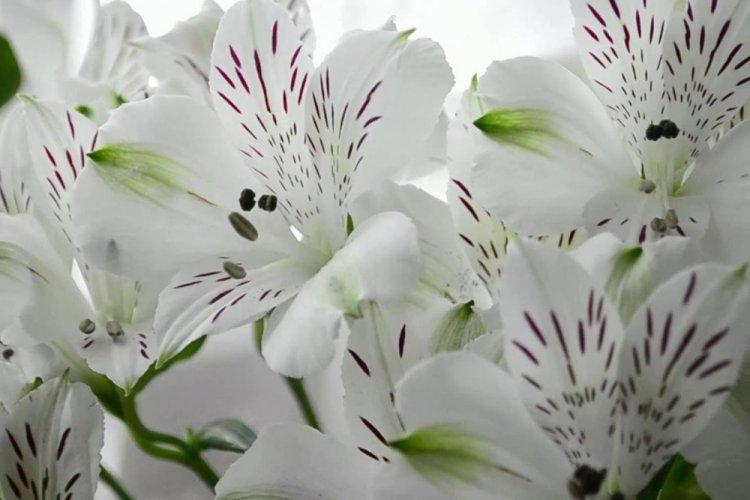 Alstroemeria Virginia - Types d'alstroemeria