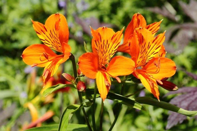 Alstroemeria Orange Queen - Types d'alstroemeria