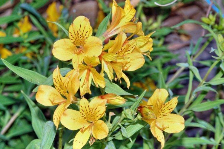 Alstroemeria Canaria - Types d'alstroemeria