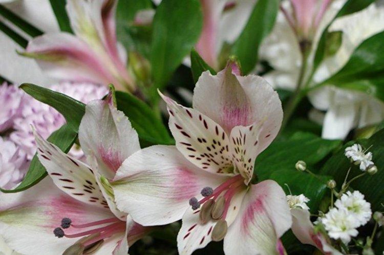 Alstroemeria Alicia - Types d'alstroemeria