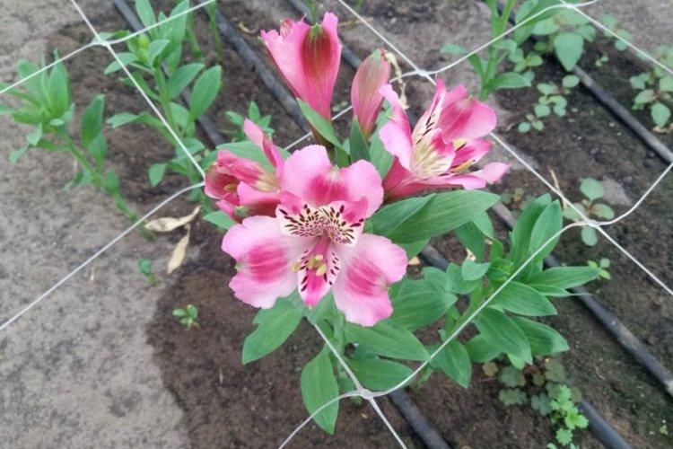 Engrais et fertilisation - Soins Alstroemeria