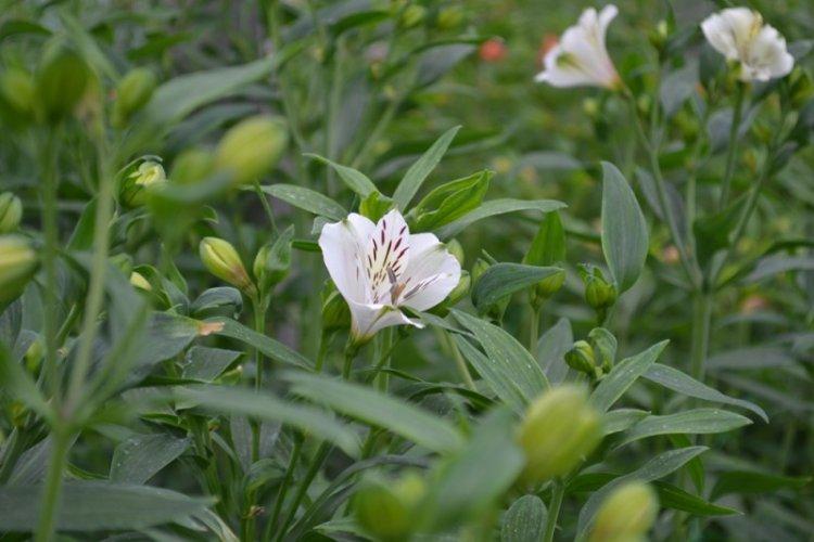 Taille - Soins Alstroemeria