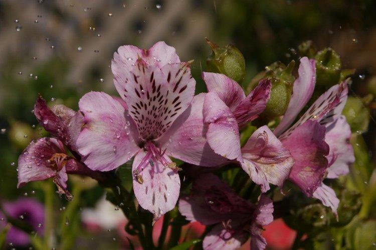 Lutte contre les parasites et les maladies - Alstroemeria