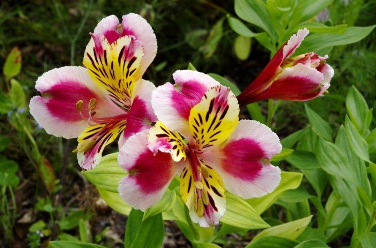 Alstroemeria - photo