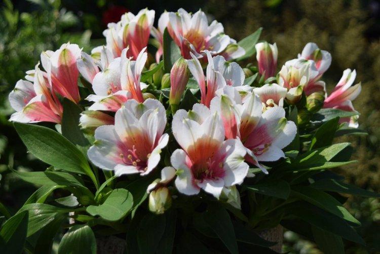 Alstroemeria - photo