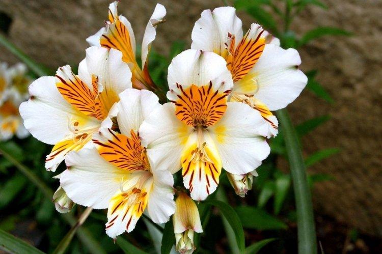 Alstroemeria - photo