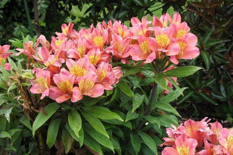 Alstroemeria - photo