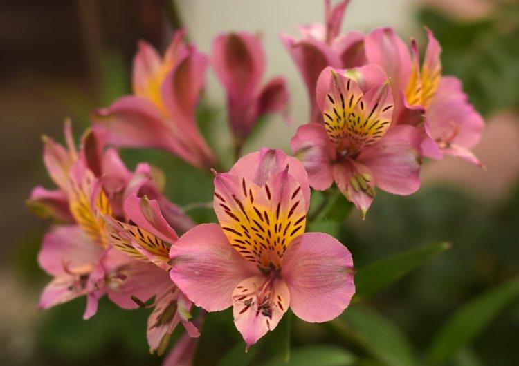 Alstroemeria - photo
