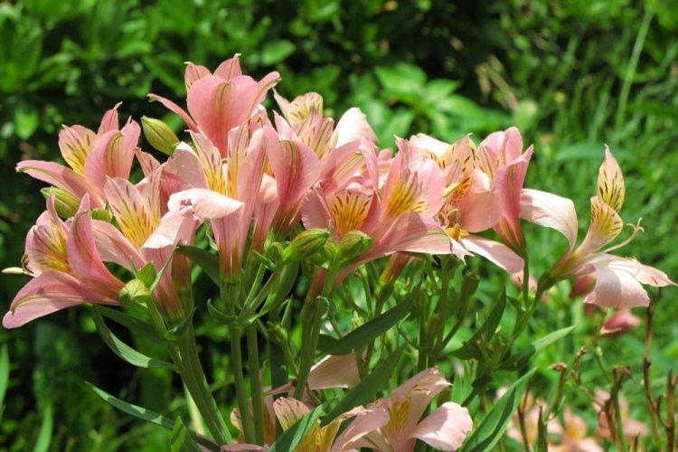 Alstroemeria - photo