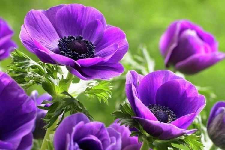 Informations générales - Anémones